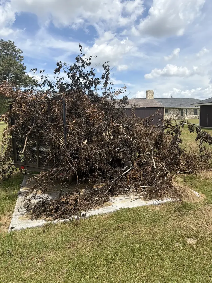 Pile of cut branches and dried brush stacked on a driveway