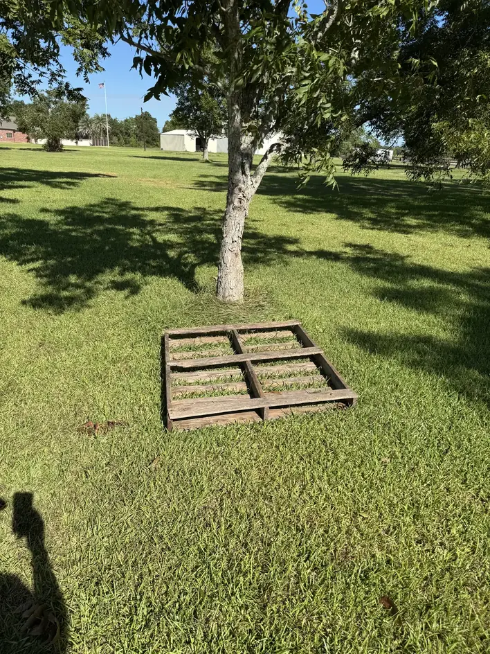 A single wooden pallet left on a lawn under a tree, waiting for pickup