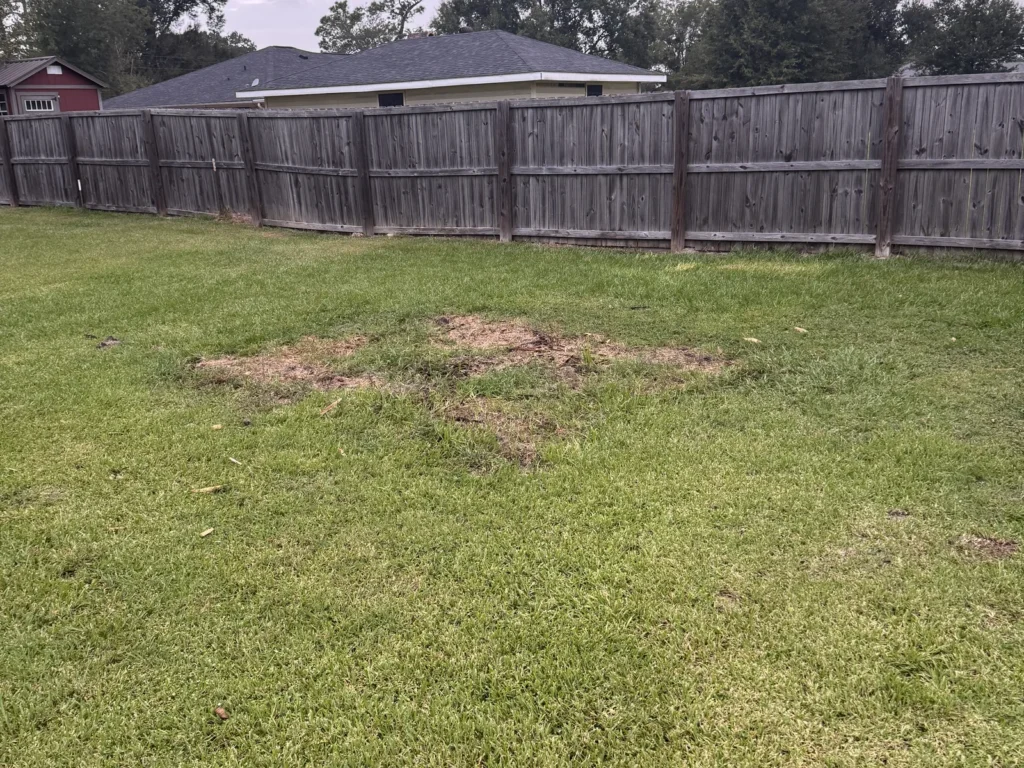 The same Moss Bluff back yard with the playset gone and open lawn